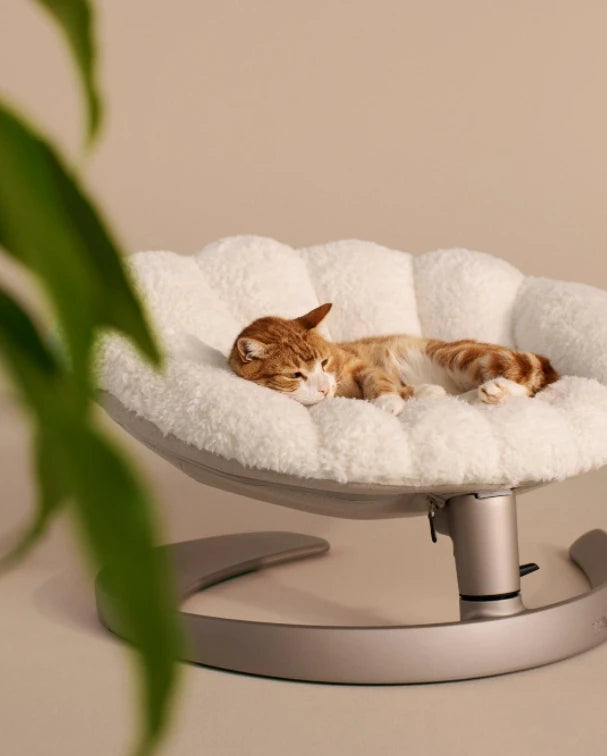 Pet Bed